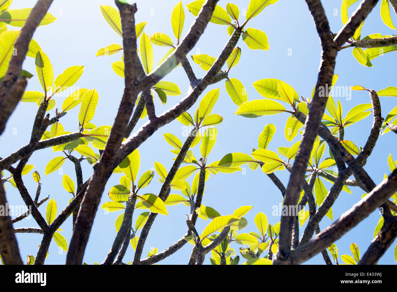 Garden Plants Lindos Greece Stock Photo Alamy