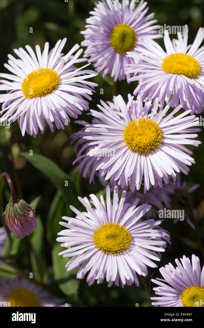 Grey-pink flowers of the summer flowering daisy, Erigeron 'Quakeress' Stock Photo