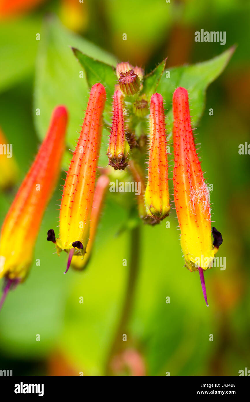Flowers of the small Mexican shrub, Cuphea cyanea Stock Photo