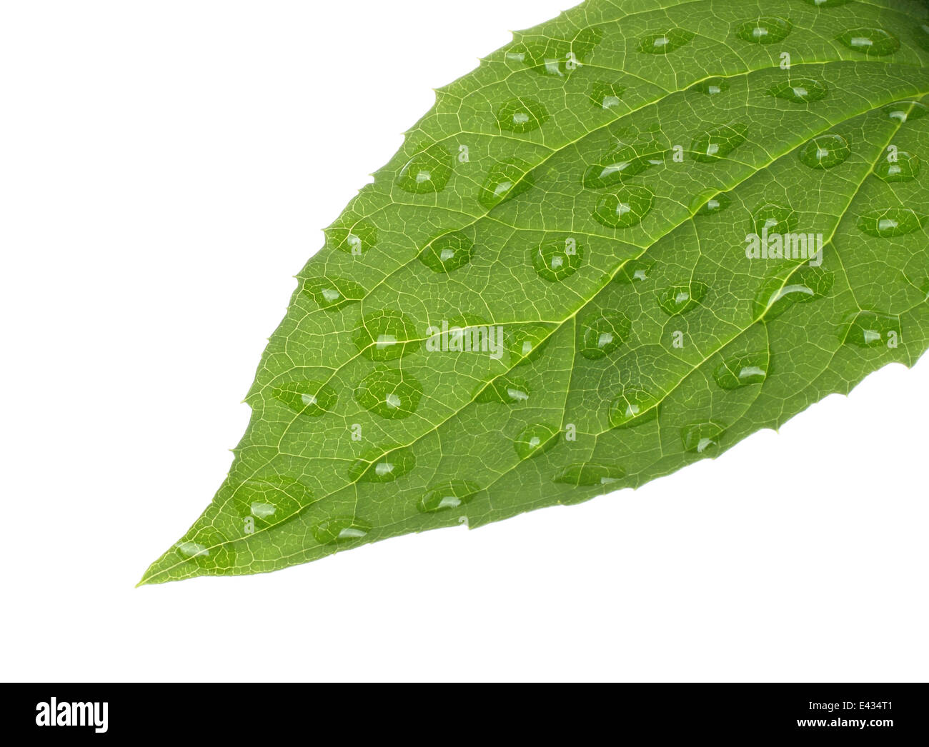 Green leaf with water drops on white background Stock Photo - Alamy
