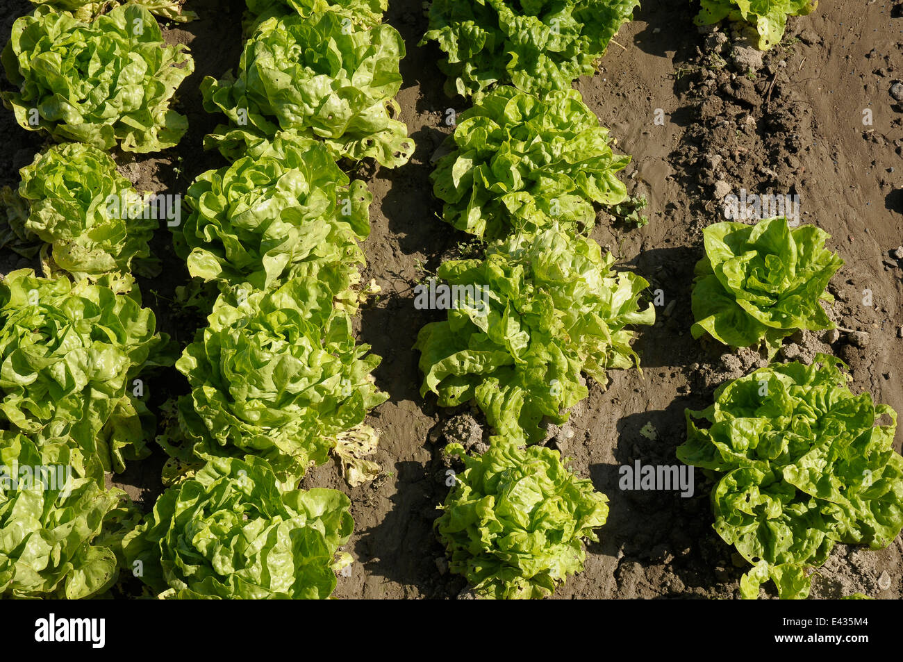 Phosphorus and magnesium vitamins especially a hires stock photography and images Alamy