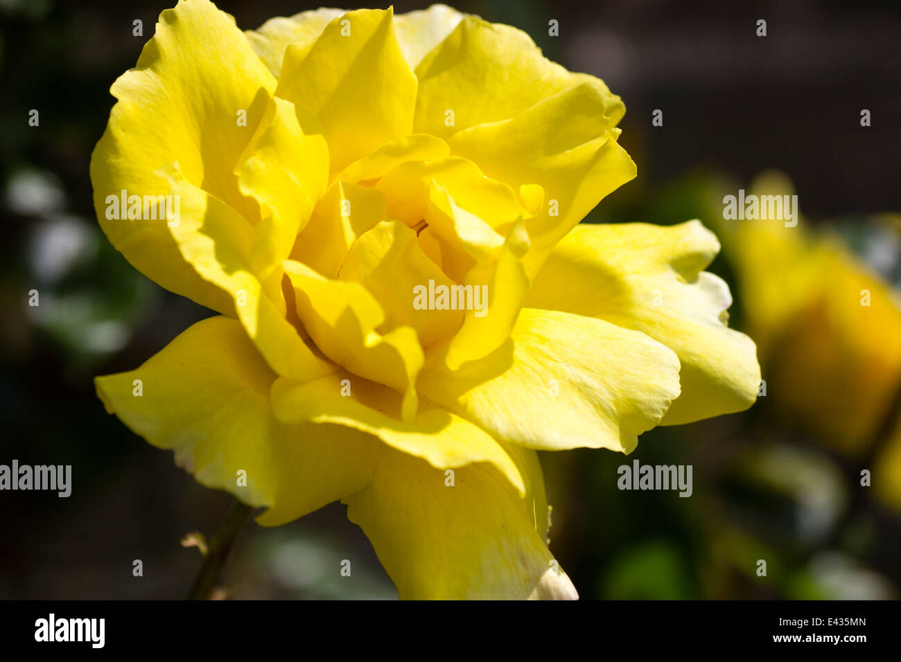 Single flower of the climbing rose, Rosa 'Golden Showers' Stock Photo