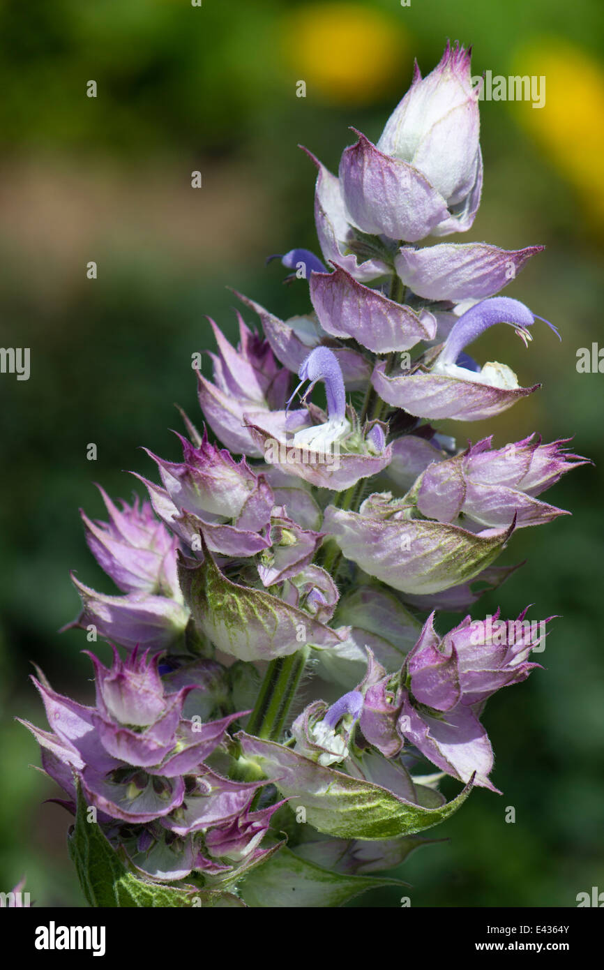 Flower head of the herb, Salvia sclarea var. turkestanica Stock Photo