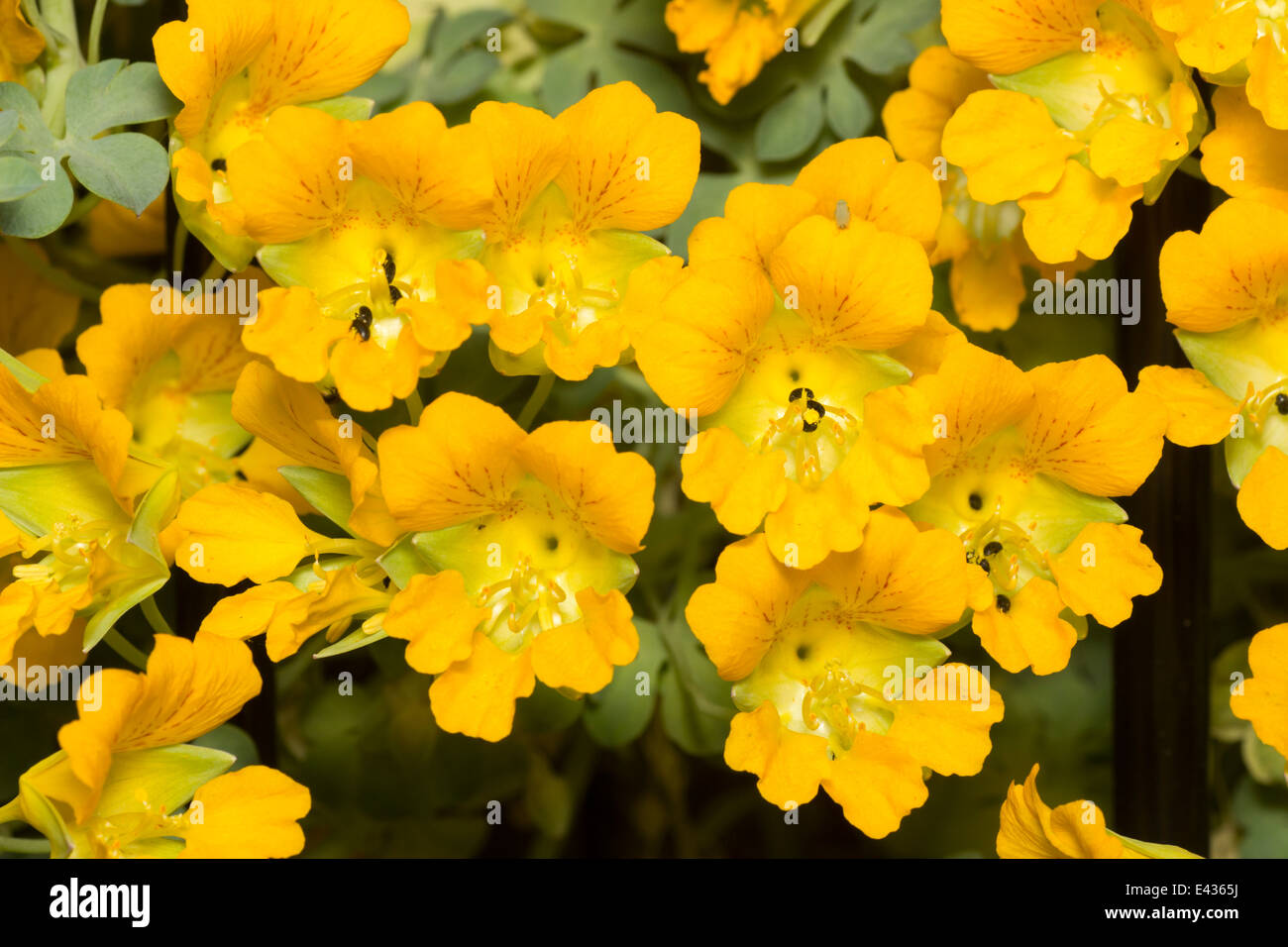 Flowers of the glaucous leaved perennial, Tropaeolum polyphyllum Stock Photo