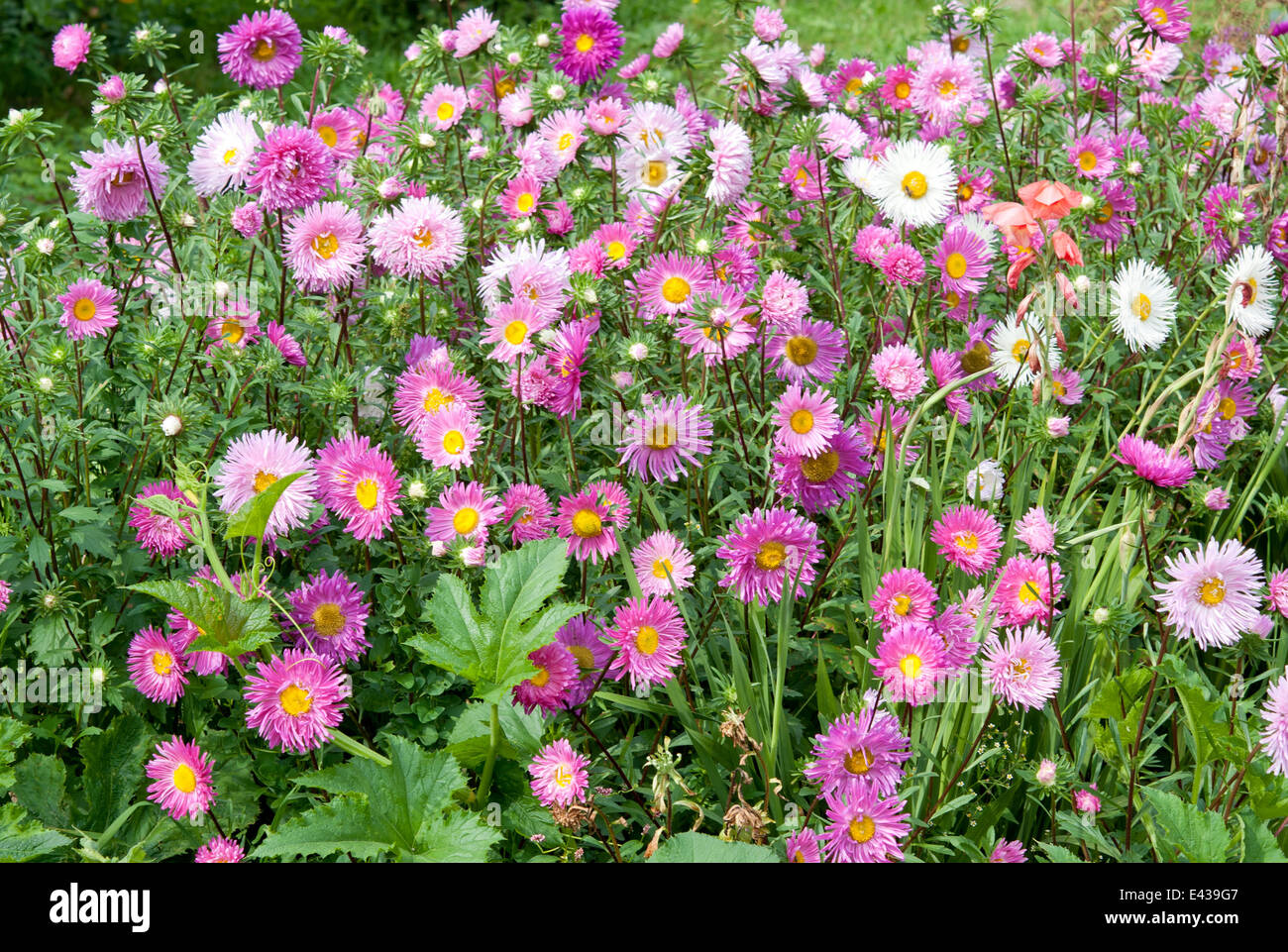 background of summer flowers close up Stock Photo - Alamy