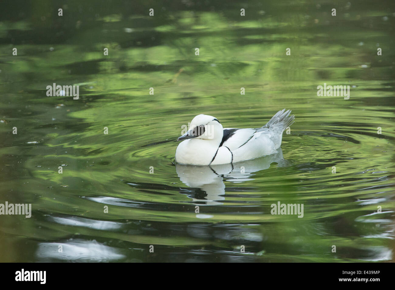 London wetland centre duck Stock Photo Alamy