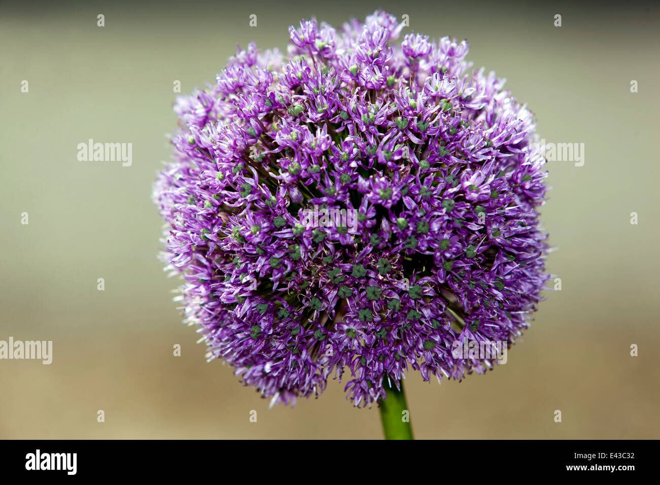 Alium flower head Stock Photo