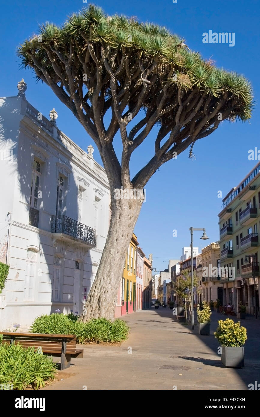 Dragon Tree on a street of the old town of San Cristobal de La Laguna, Tenerife, Canary Islands. Stock Photo