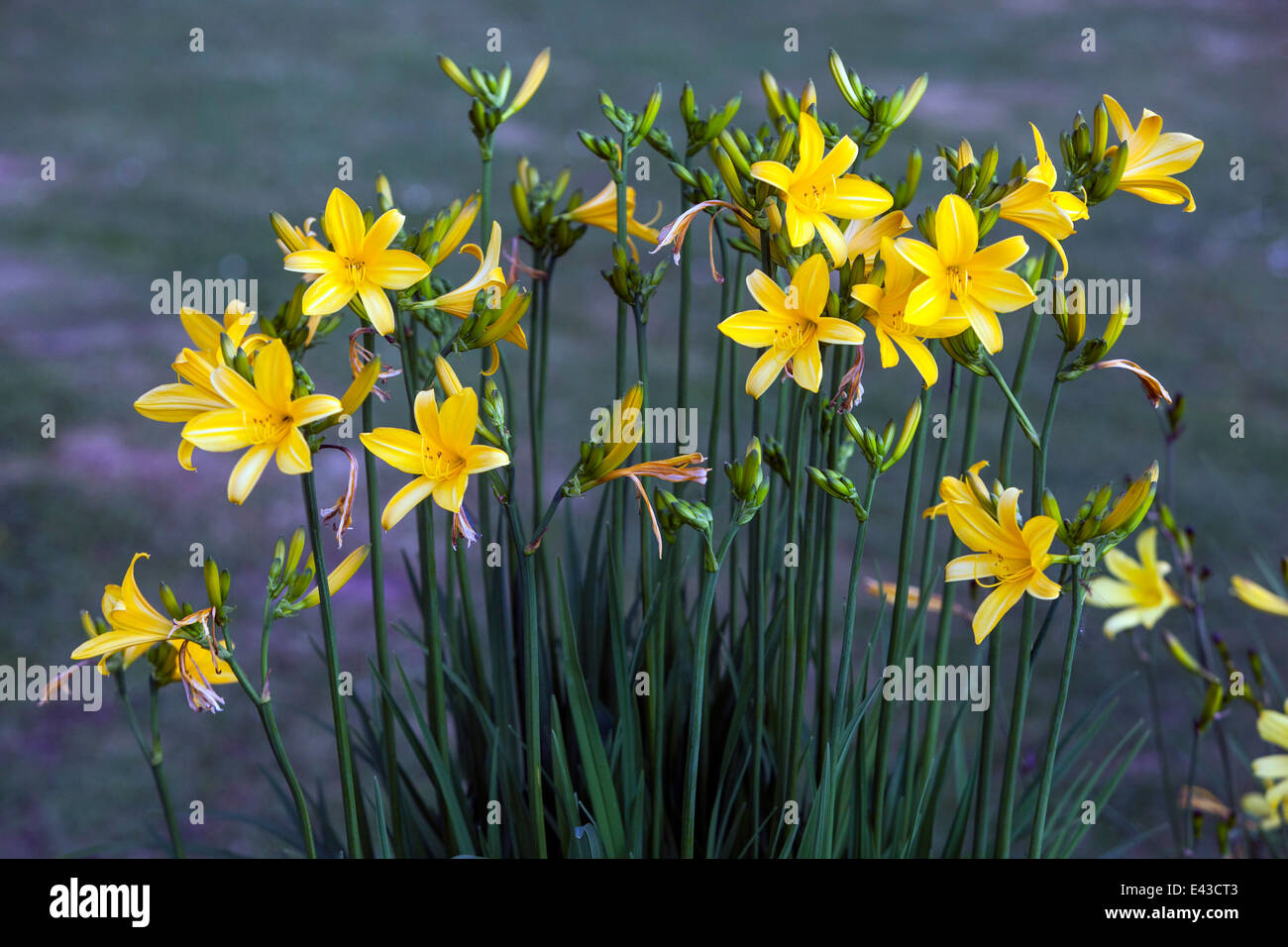 Yellow Daylily Hemerocallis flowers, dayliles Stock Photo