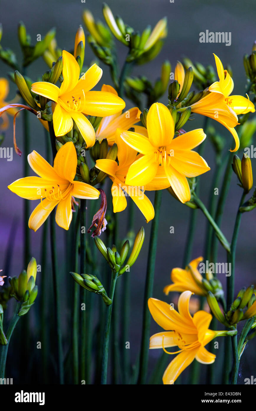 Hemerocallis yellow daylilies flowers Stock Photo