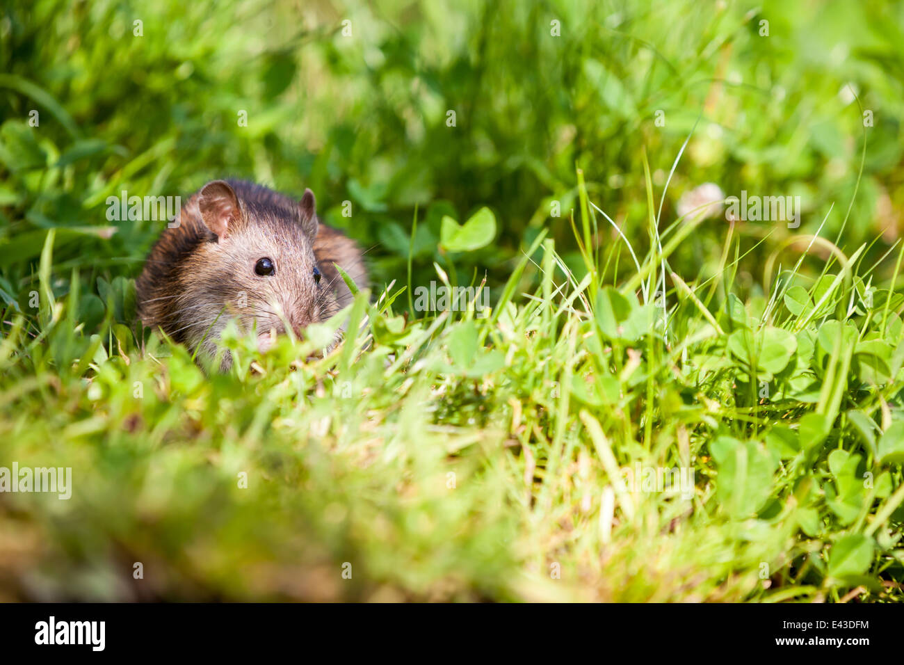 Rat species hires stock photography and images Alamy
