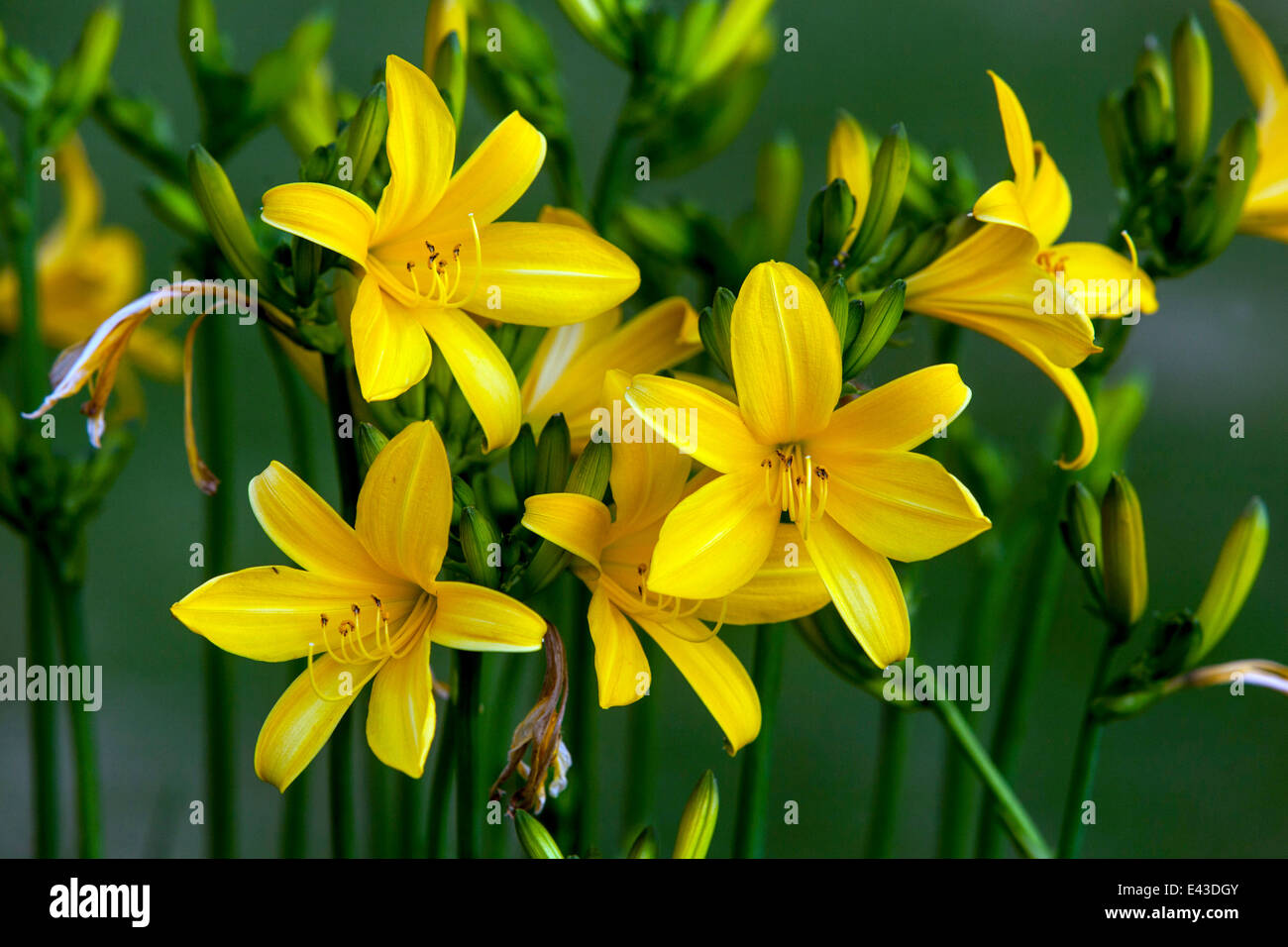 Yellow Daylily Hemerocallis, Yellow daylilies flowers Stock Photo