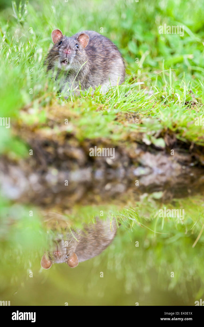 Rats eating animal hi-res stock photography and images - Alamy