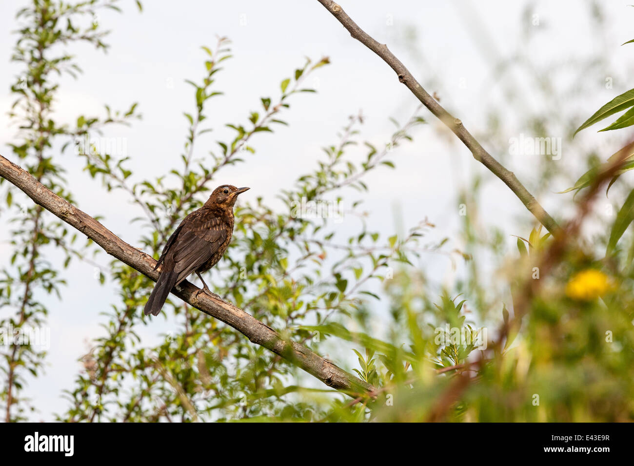 an female of an blackbird sit on the twig Stock Photo