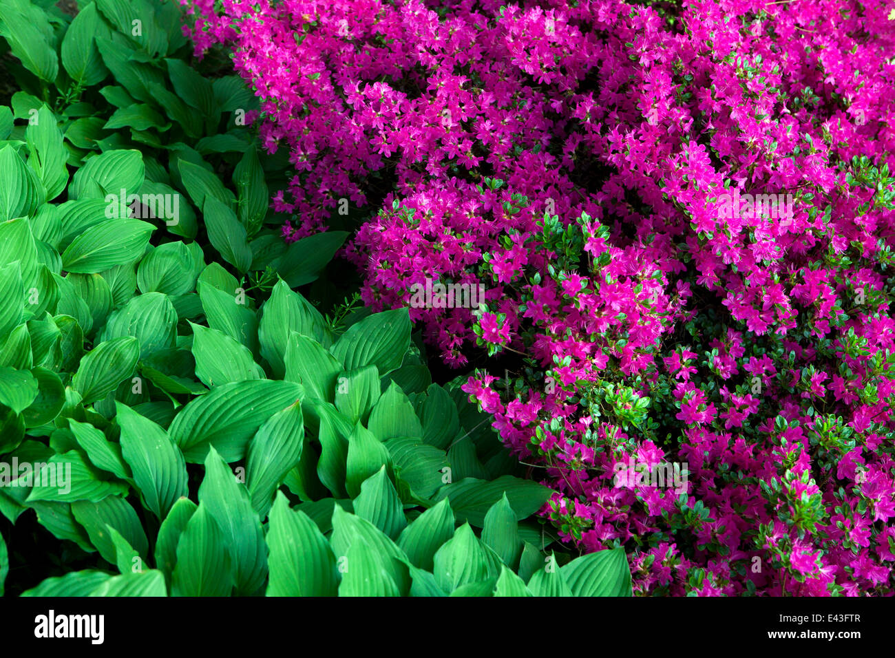 Hosta rhododendron Stock Photo