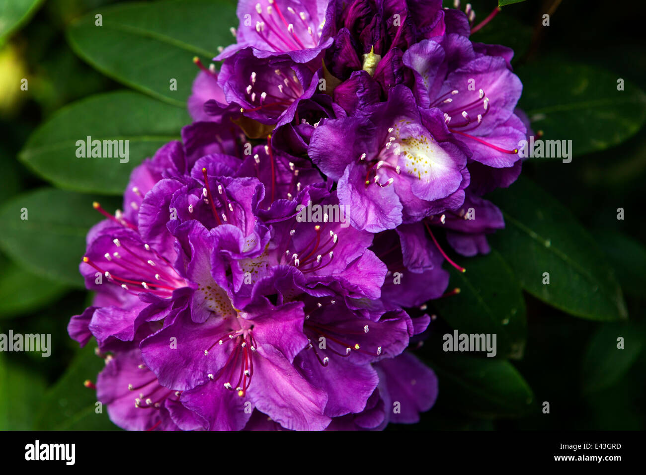 Azalea violet rhododendron Stock Photo