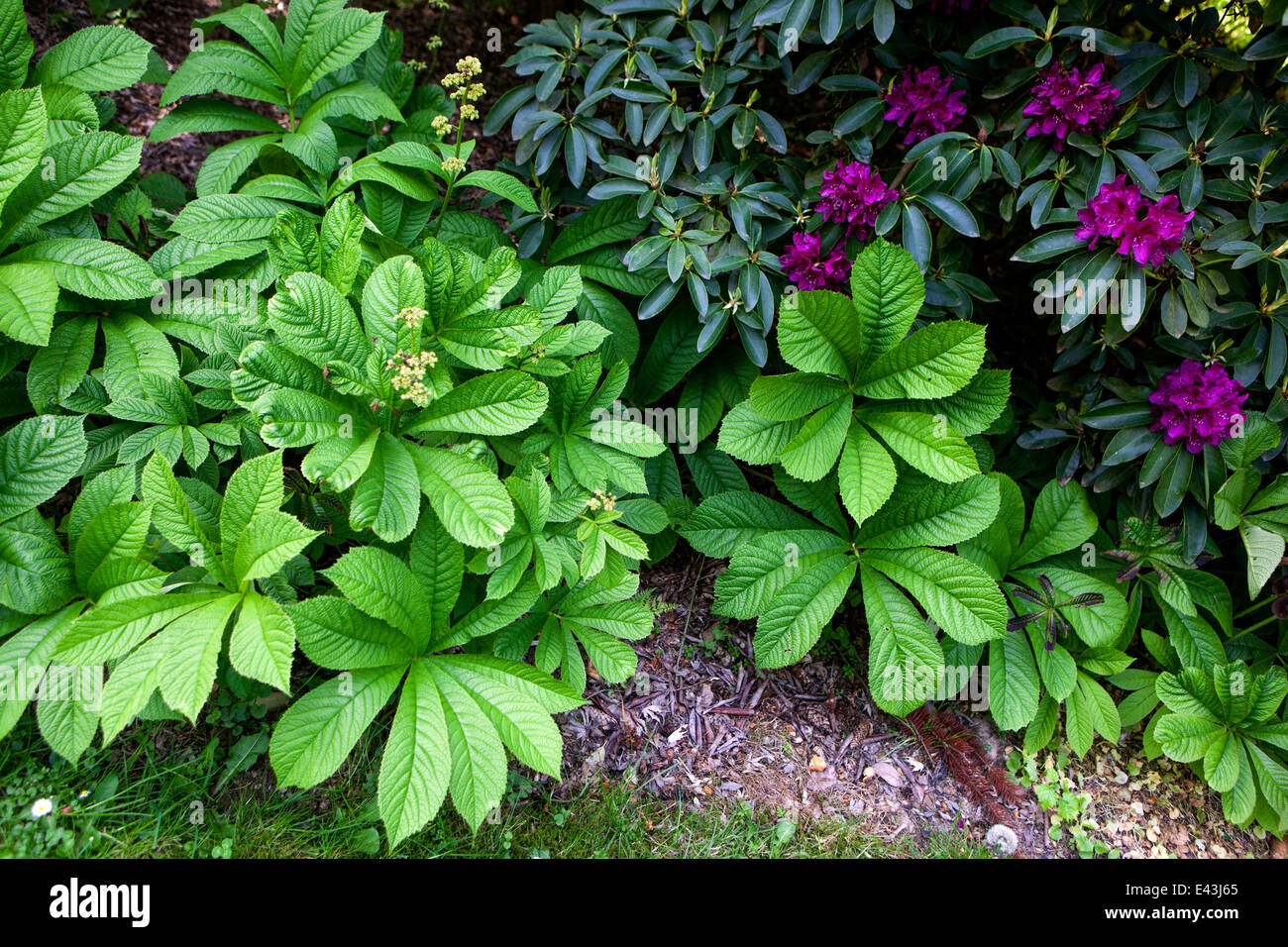 Rodgersia pinnata is useful as an ornamental ground cover plant for the margins of streams or ponds Stock Photo