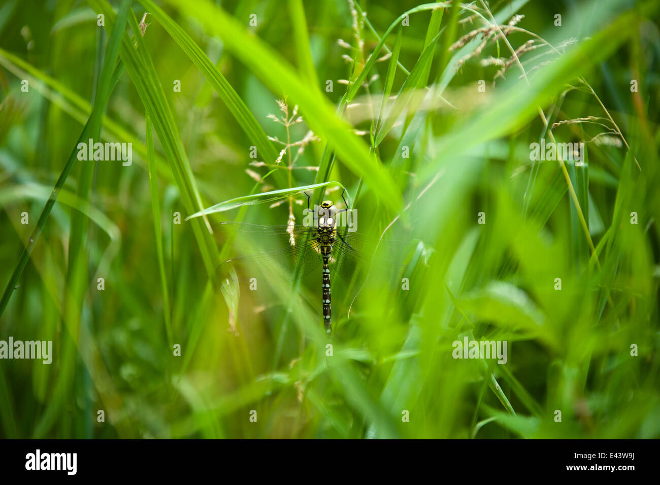 Dragonfly in grass. Stock Photo