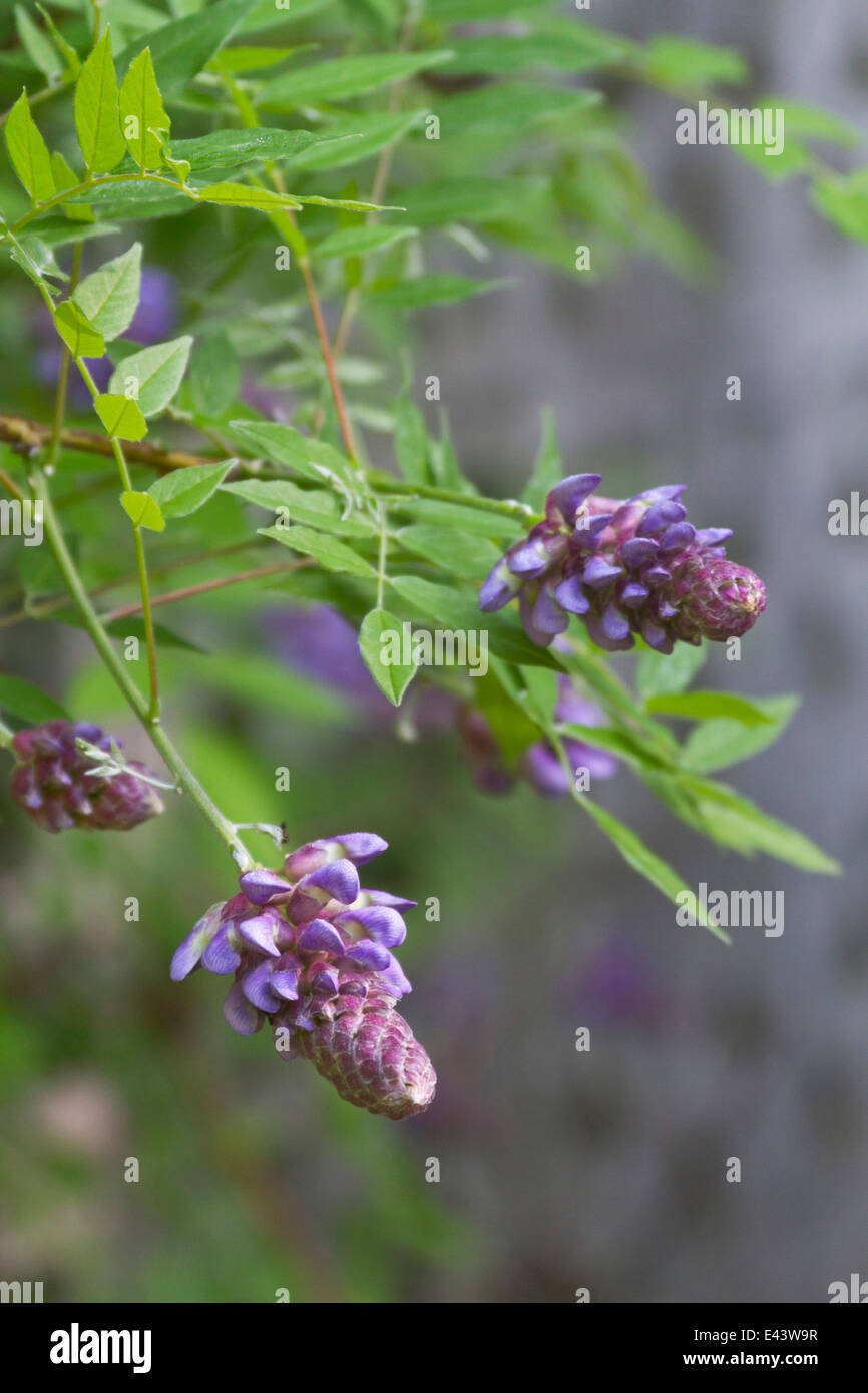 Close up of fragrant purple wisteria flowers just beginning to bloom in springtime Stock Photo