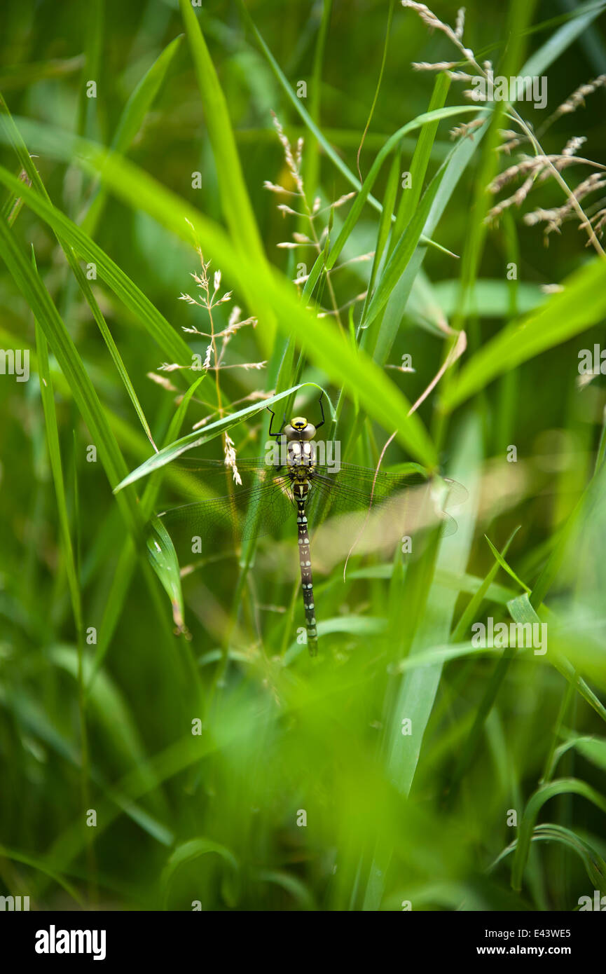 Dragonfly in grass. Stock Photo