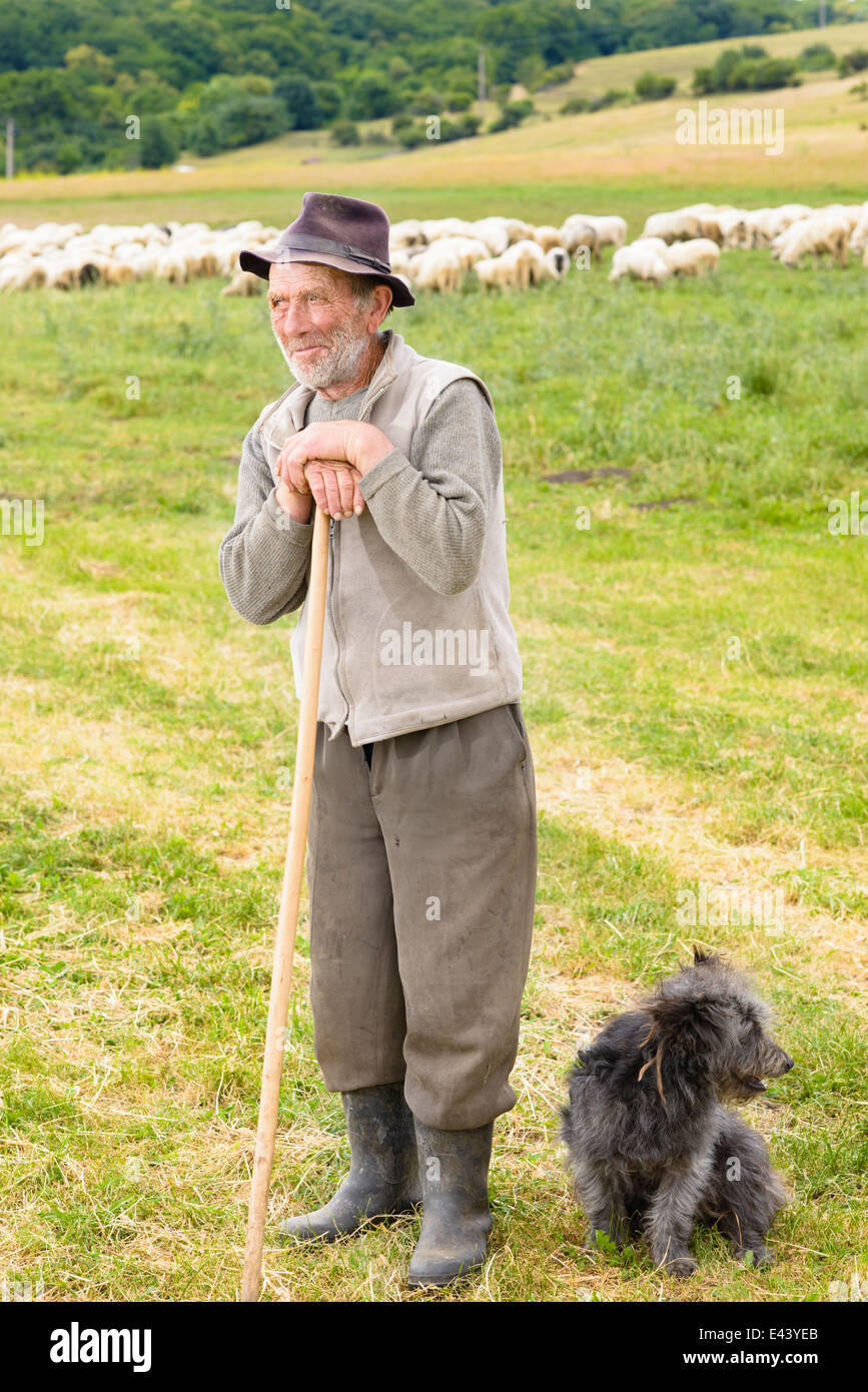 Old shepperd man with his dog near flock Stock Photo - Alamy