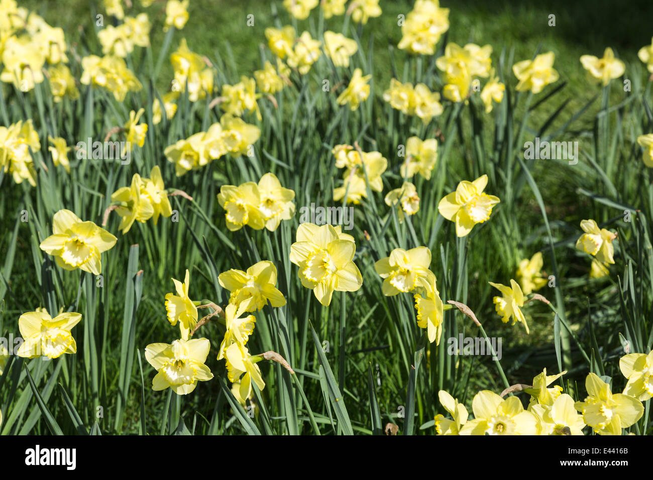 Yellow narcissus 'Saint Patrick's Day', in springtime, RHS Gardens
