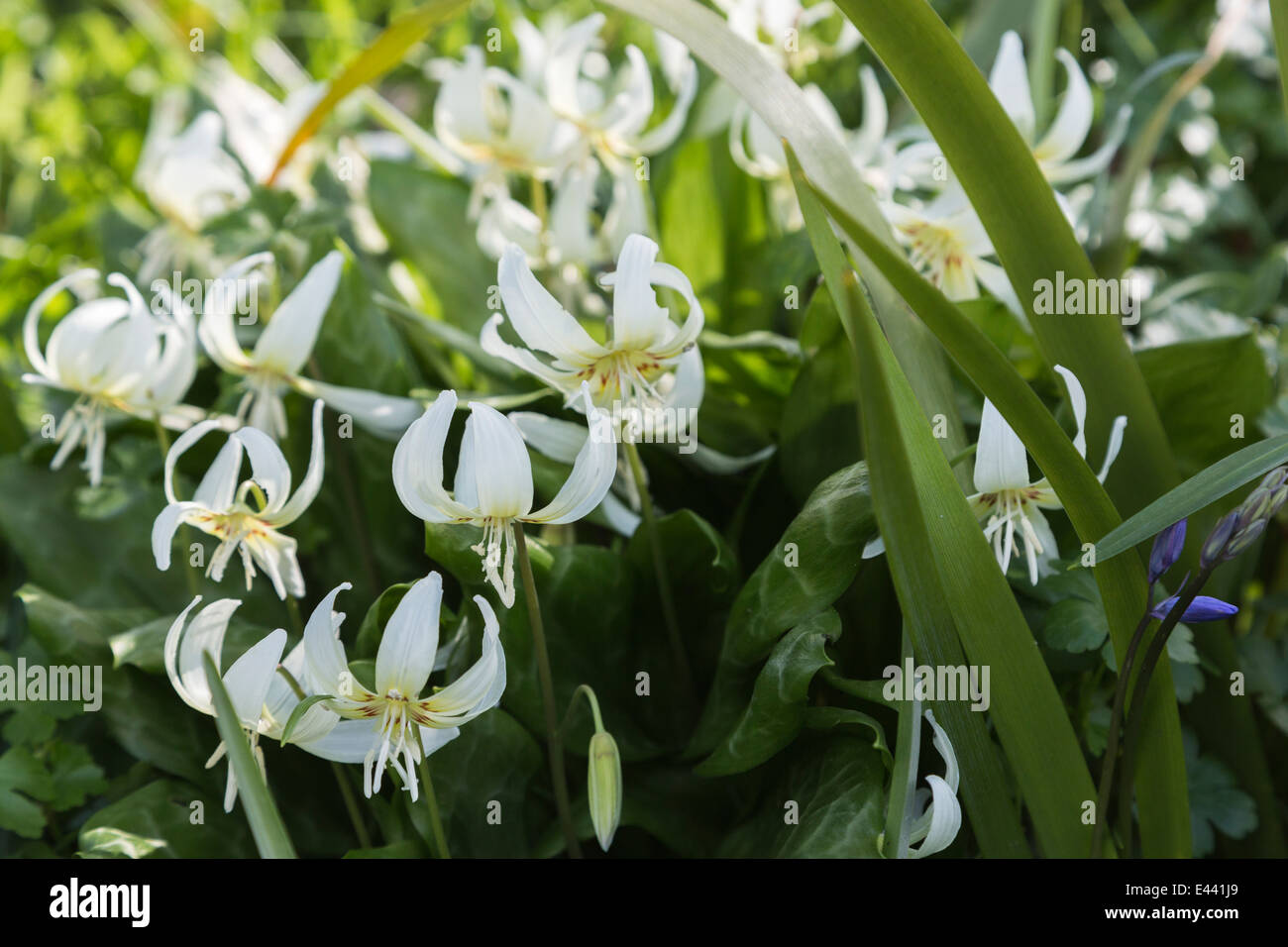 White hardy perennial bulbous spring flowering Erythronium or dog's tooth violet, 'White Beauty' in flower in springtime at RHS Gardens Wisley Surrey Stock Photo
