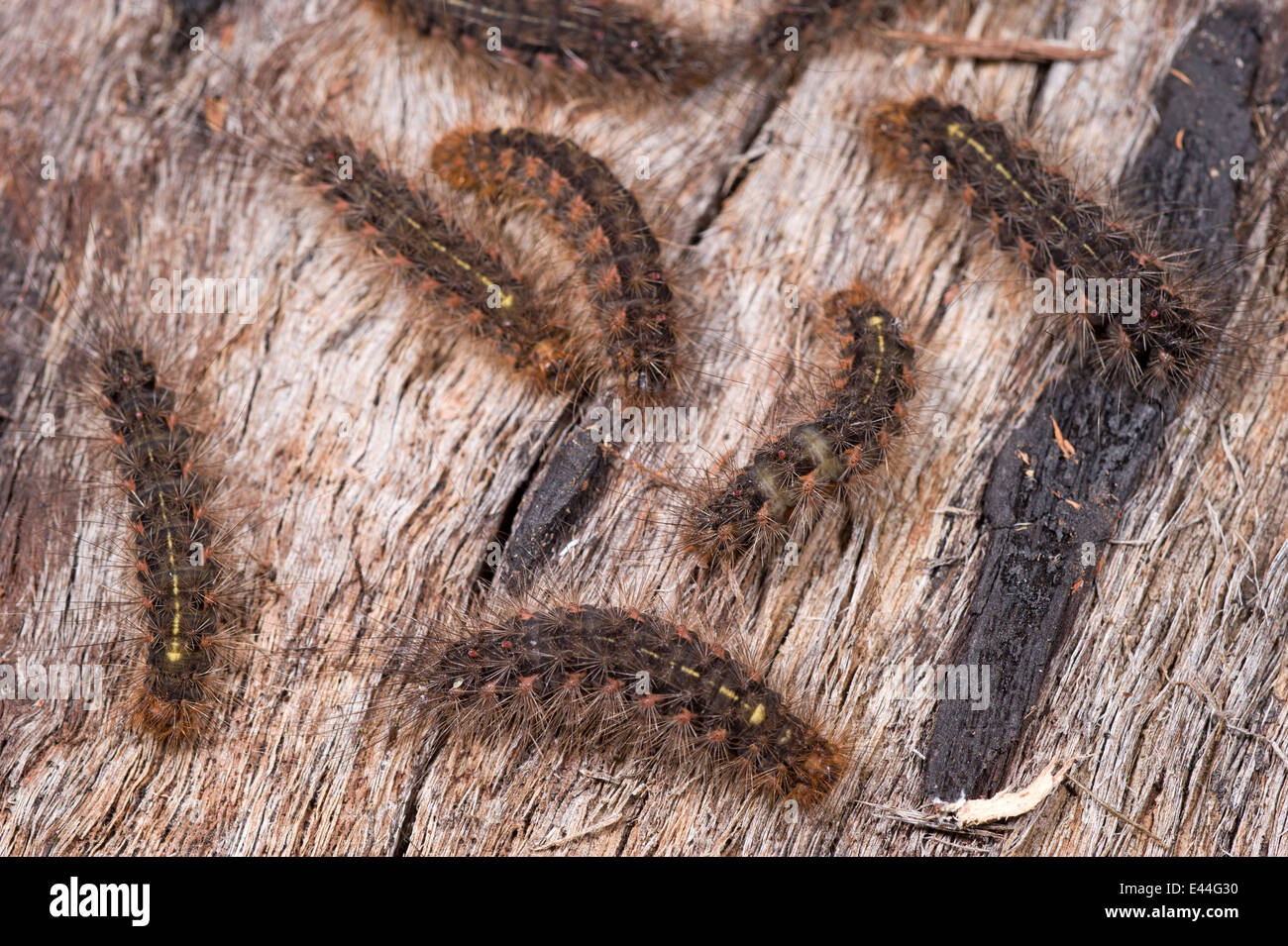White cedar moth larvae Stock Photo