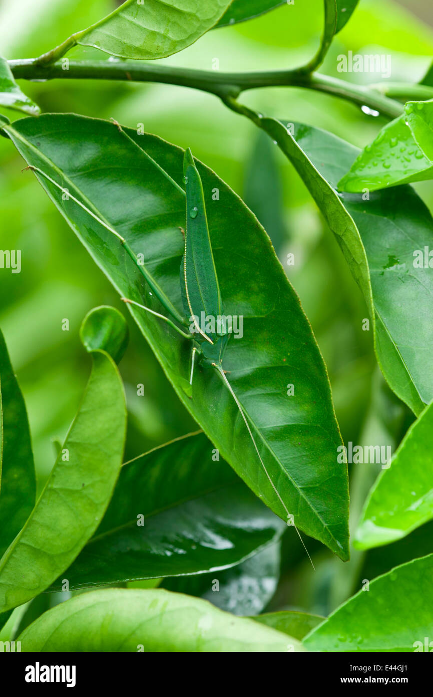 Green katydid on citrus tree Stock Photo