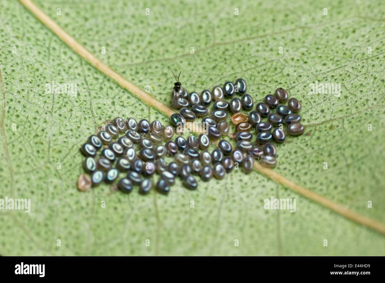 Autumn gum moth eggs and parasitic wasp Stock Photo
