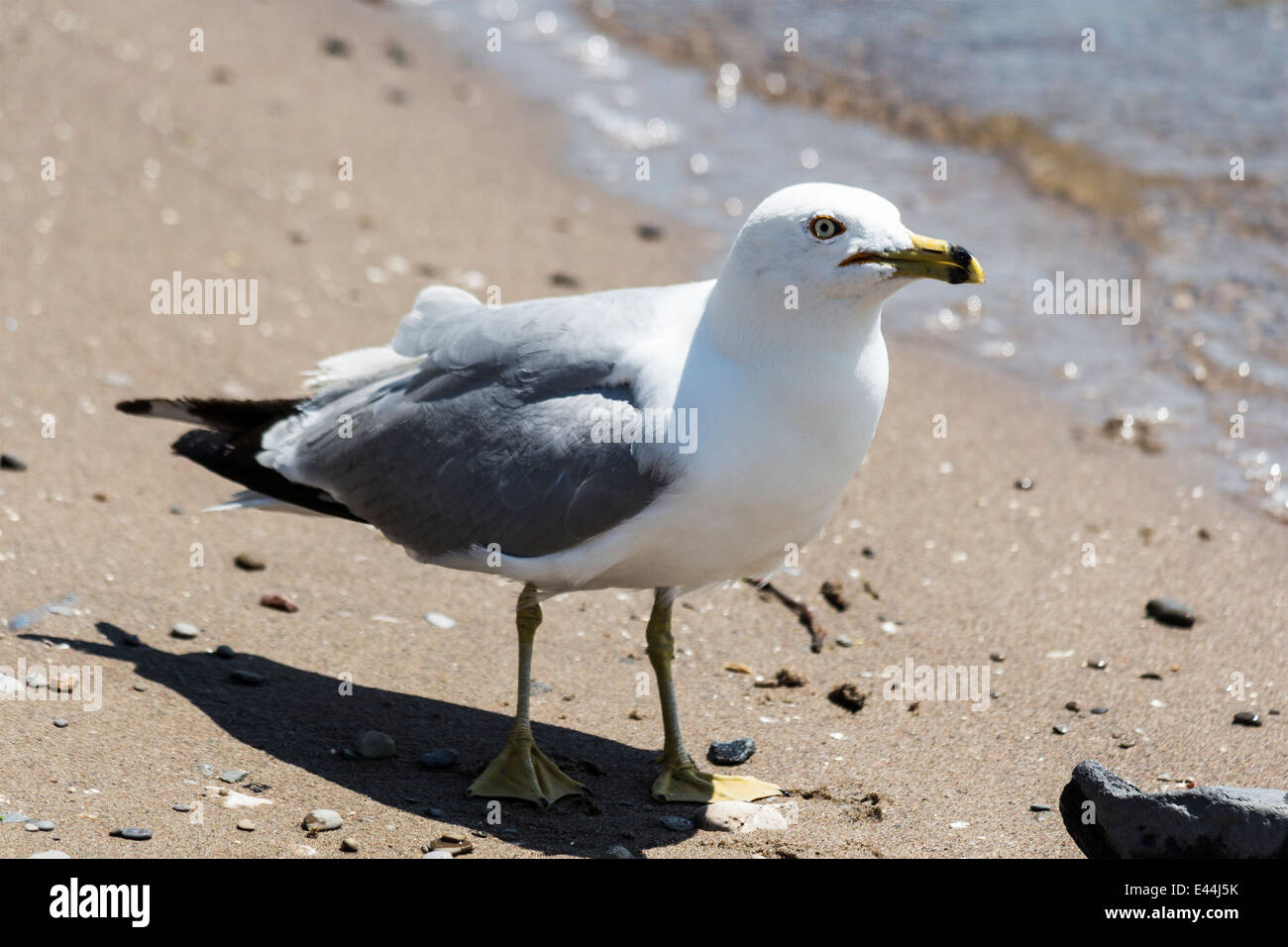 Seagull looking forward directly standing on beach next to water Stock Photo
