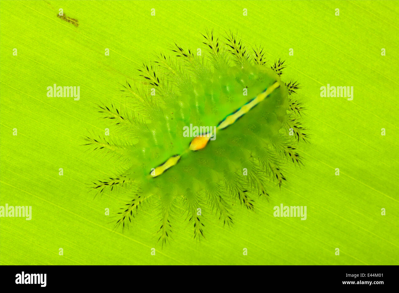 Bizarre flat jellylike caterpillar (species unknown) on underside of