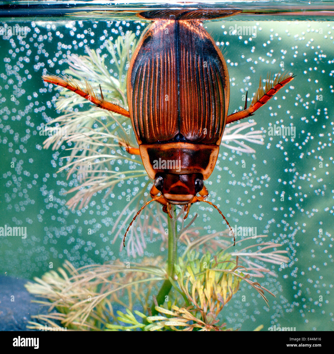 Great Diving Beetle {Dytiscus marginalis} female taking air at water surface, Surrey, England. Stock Photo