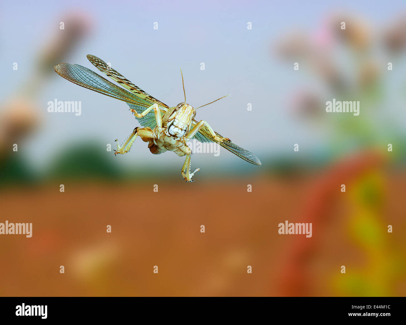 Desert Locust {Schistocerca gregaria} captive, in flight, digital