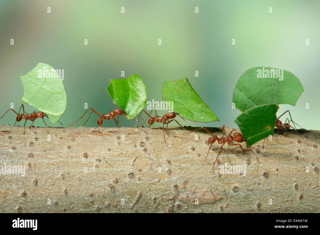 Bachacs / Leaf-cutting ants {Atta cephalotes} carrying leaf sections ...