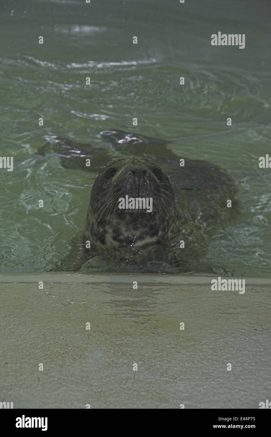 SMARTIE THE SEAL'S VEHICLE DASHBOARD SHELTER A rescued seal named