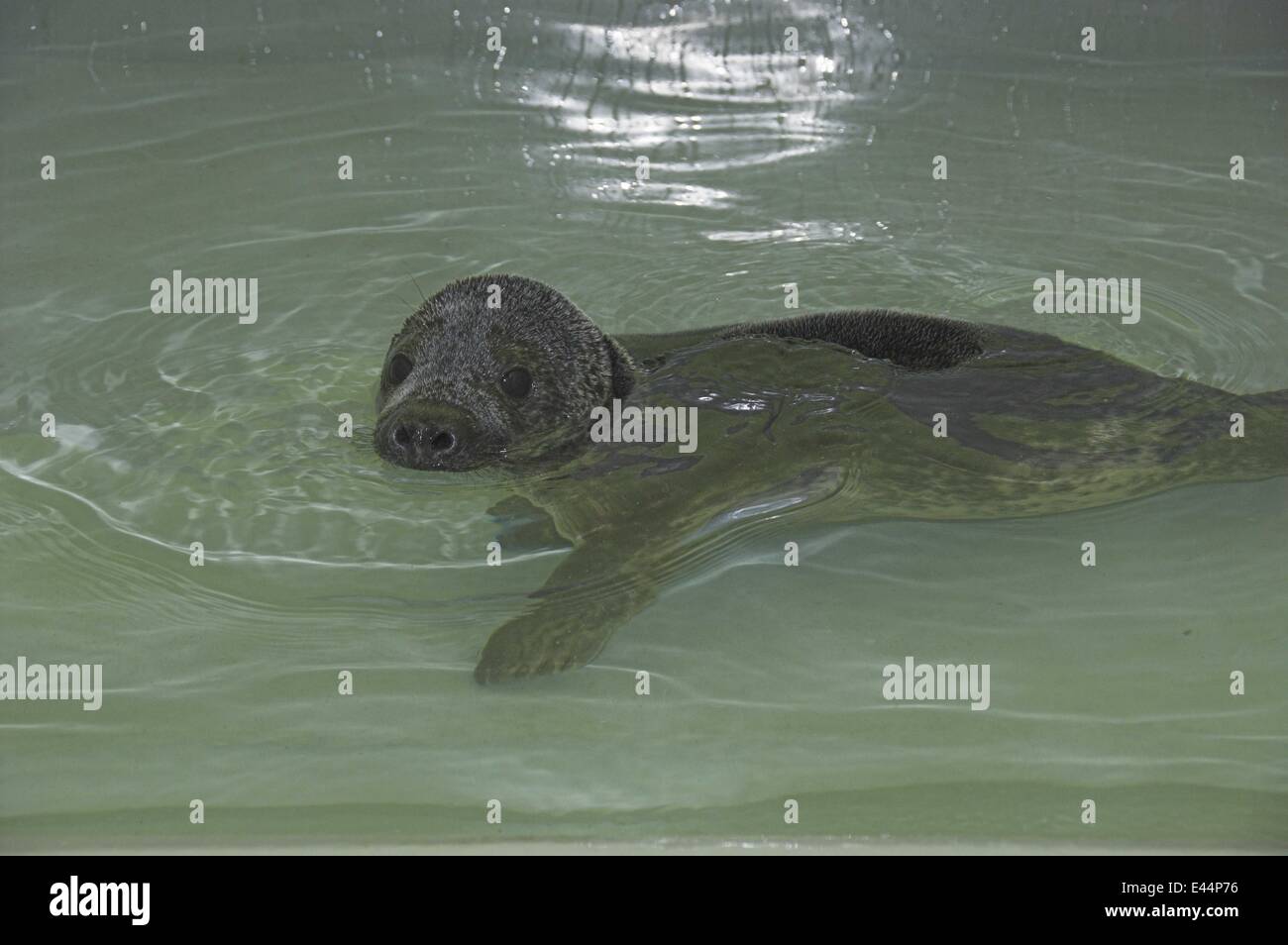 SMARTIE THE SEAL'S VEHICLE DASHBOARD SHELTER A rescued seal named(02)