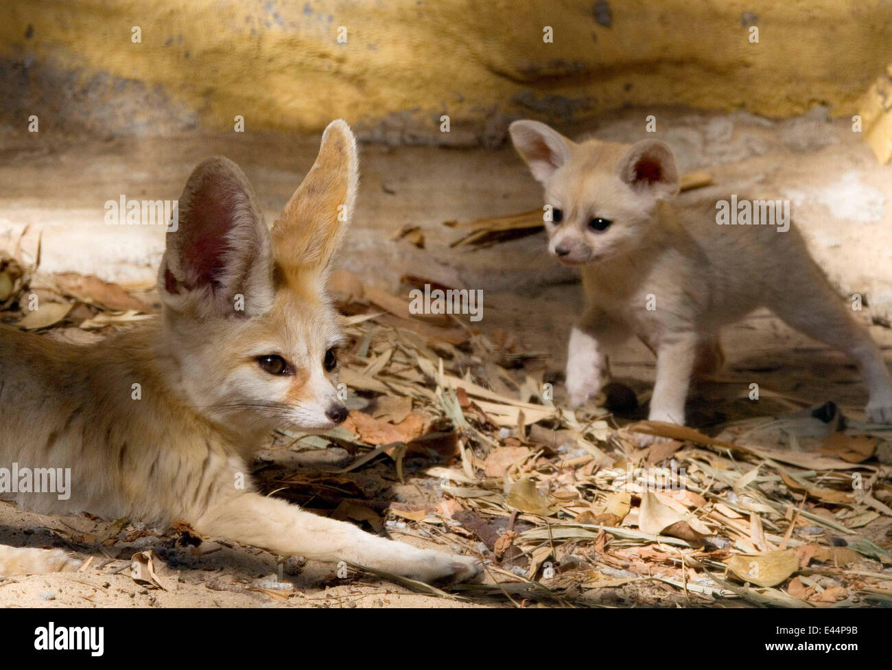 FENNEC FOXES NEW BLOODLINE A new fennec fox bloodline has been