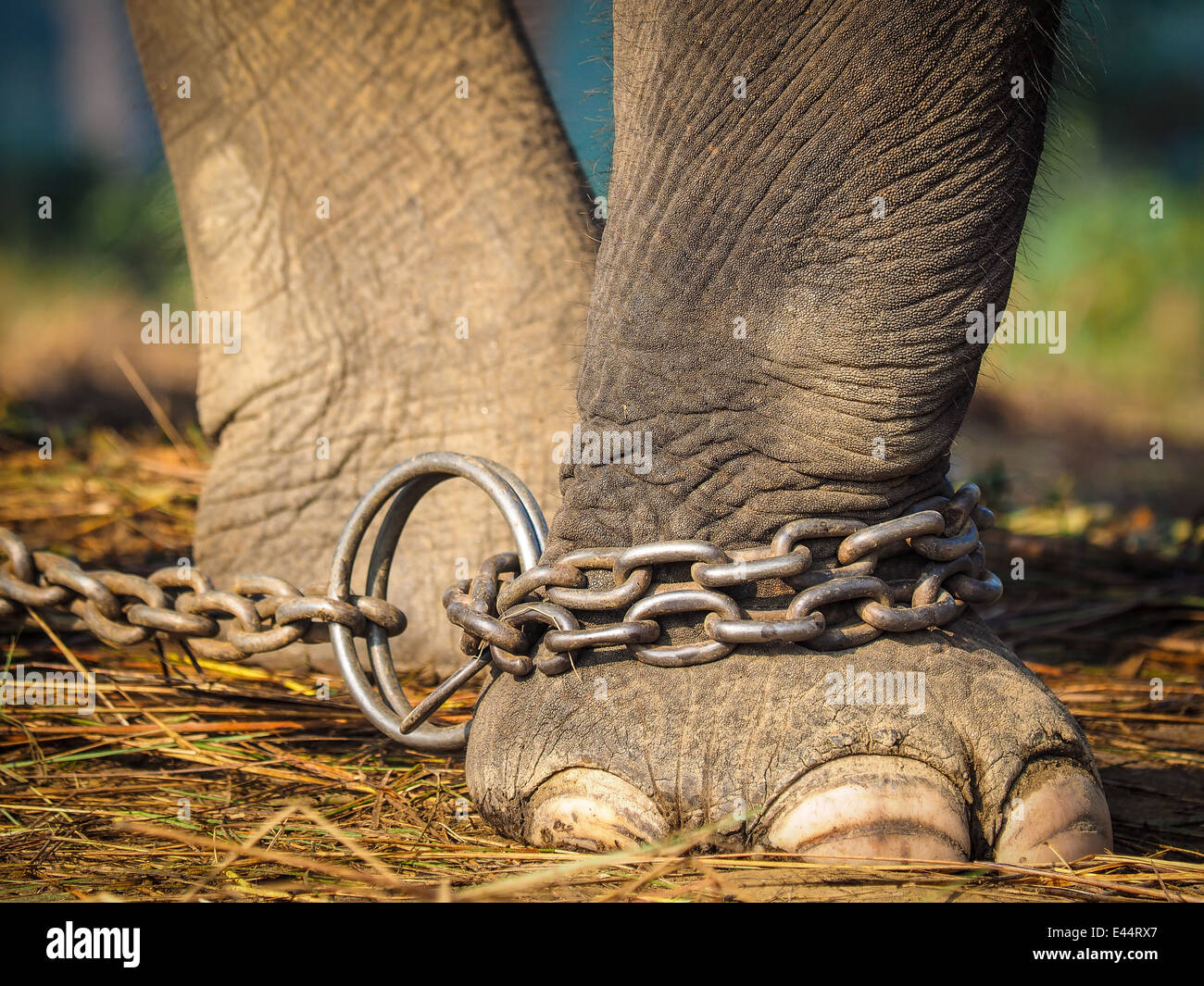 Closeup of an elephant's foot tied to a metal chain Stock Photo