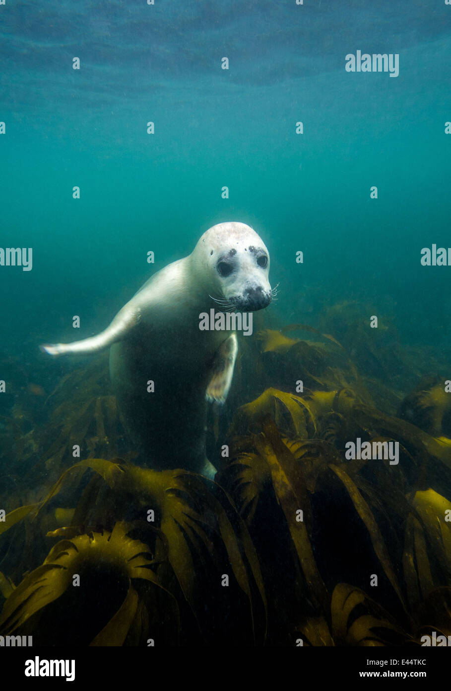 Underwater picture of grey seal in North Sea Stock Photo