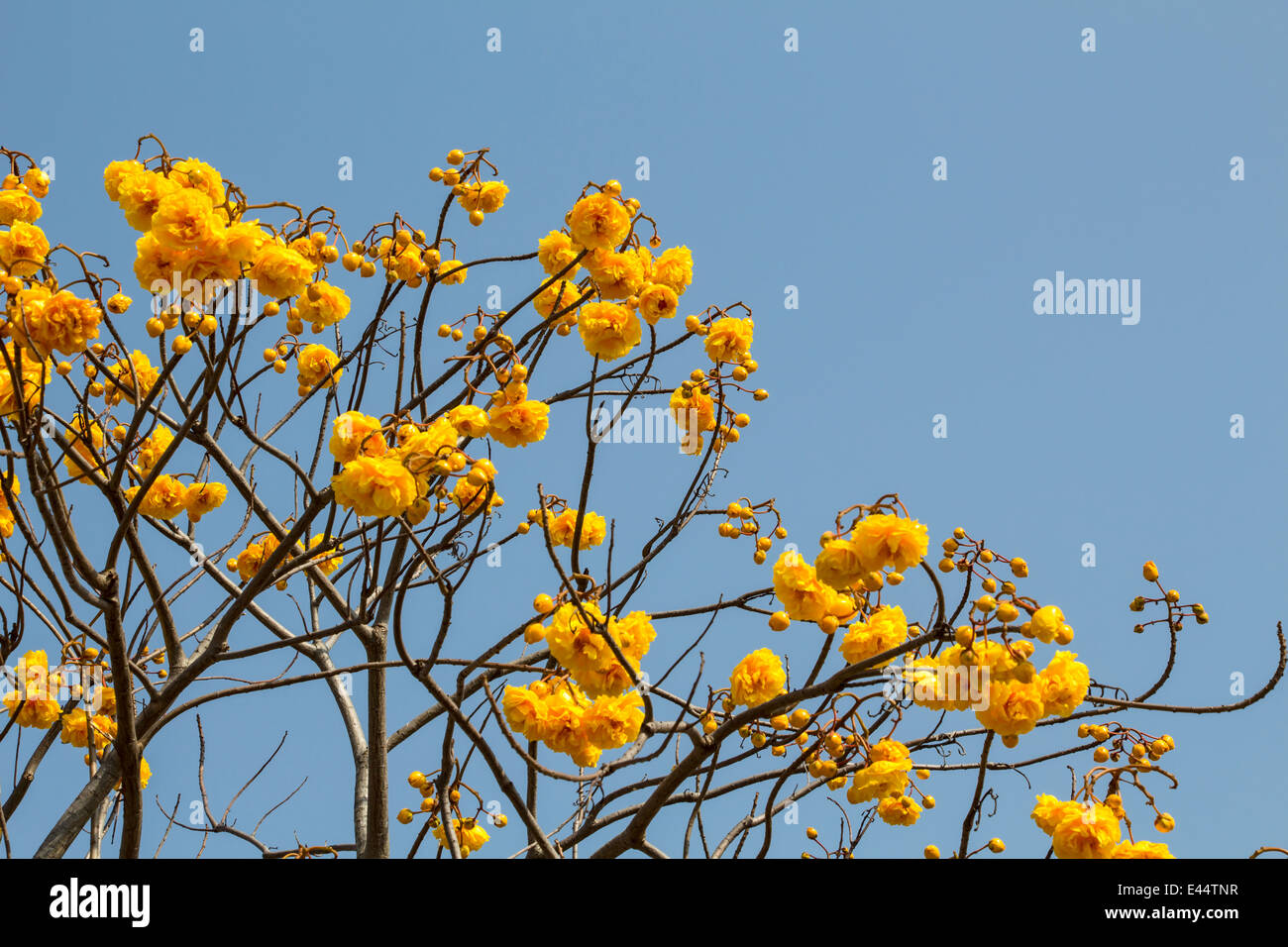 Yellow silk cotton tree flowers Stock Photo Alamy