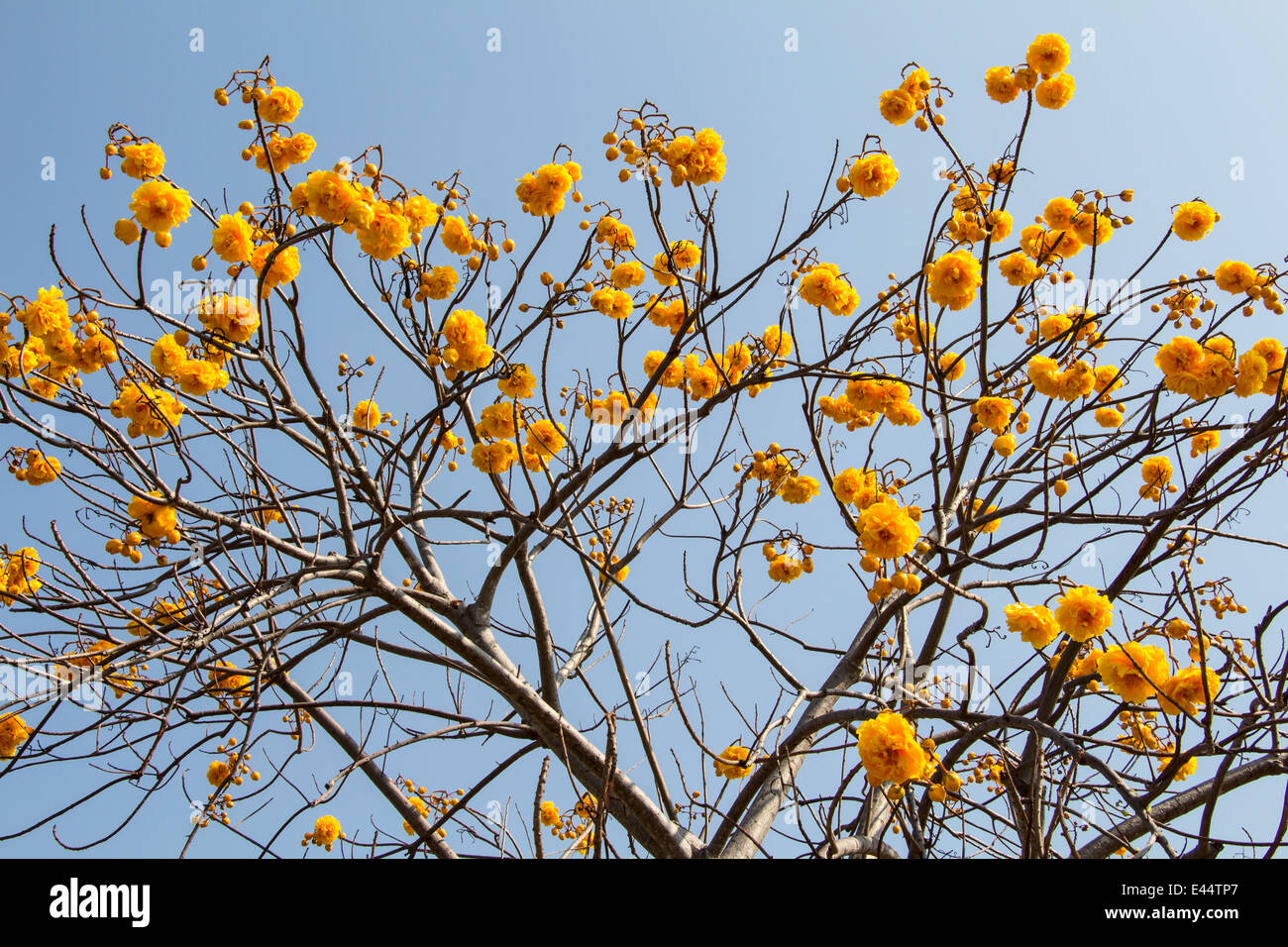 Yellow Silk Cotton Tree Flowers Stock Photo Alamy