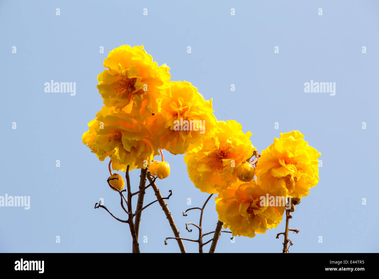 Yellow silk cotton tree flowers Stock Photo Alamy