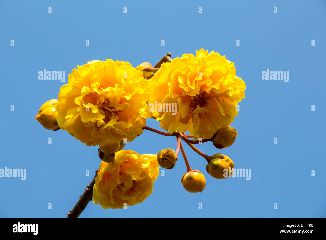 Yellow silk cotton tree flowers Stock Photo Alamy