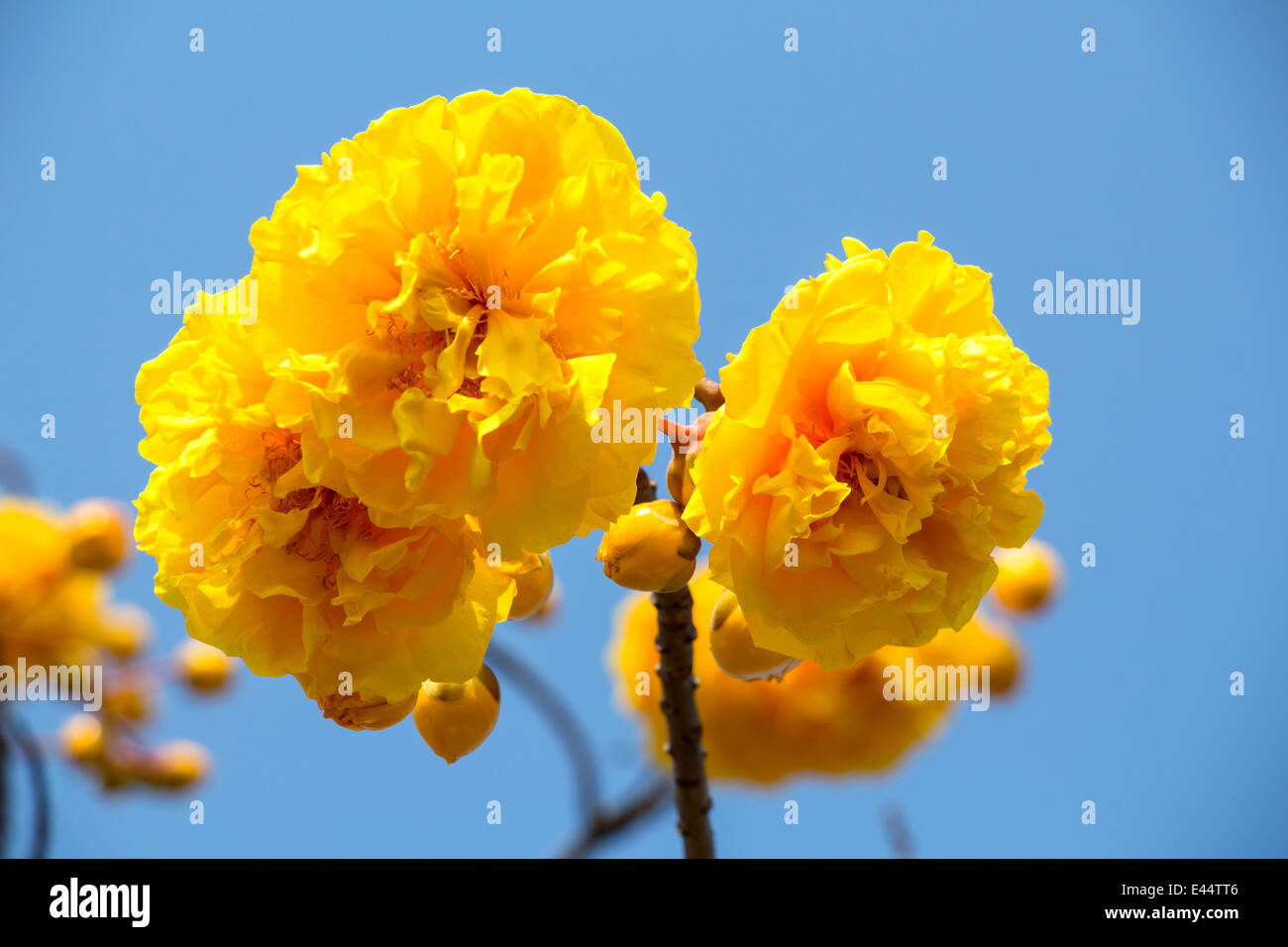 Yellow silk cotton tree flowers Stock Photo Alamy