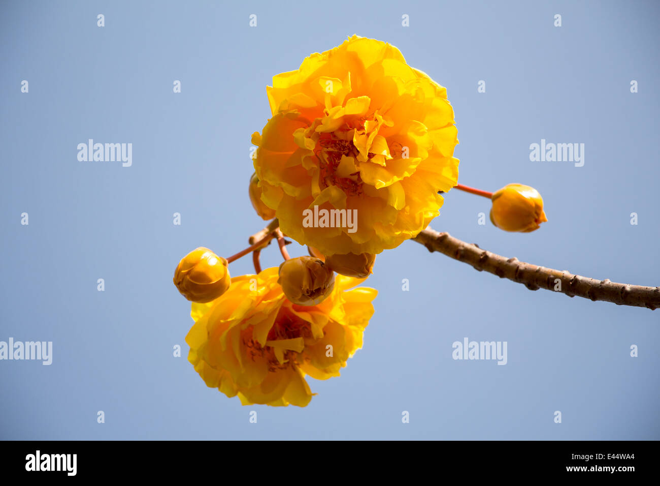 Yellow silk cotton tree flowers Stock Photo Alamy
