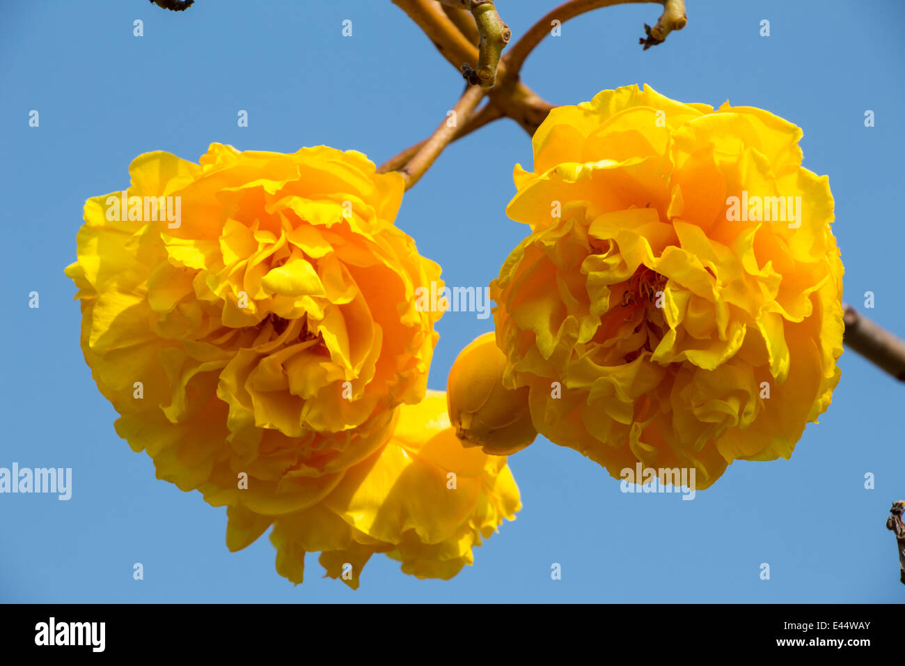 Yellow silk cotton tree flowers Stock Photo Alamy