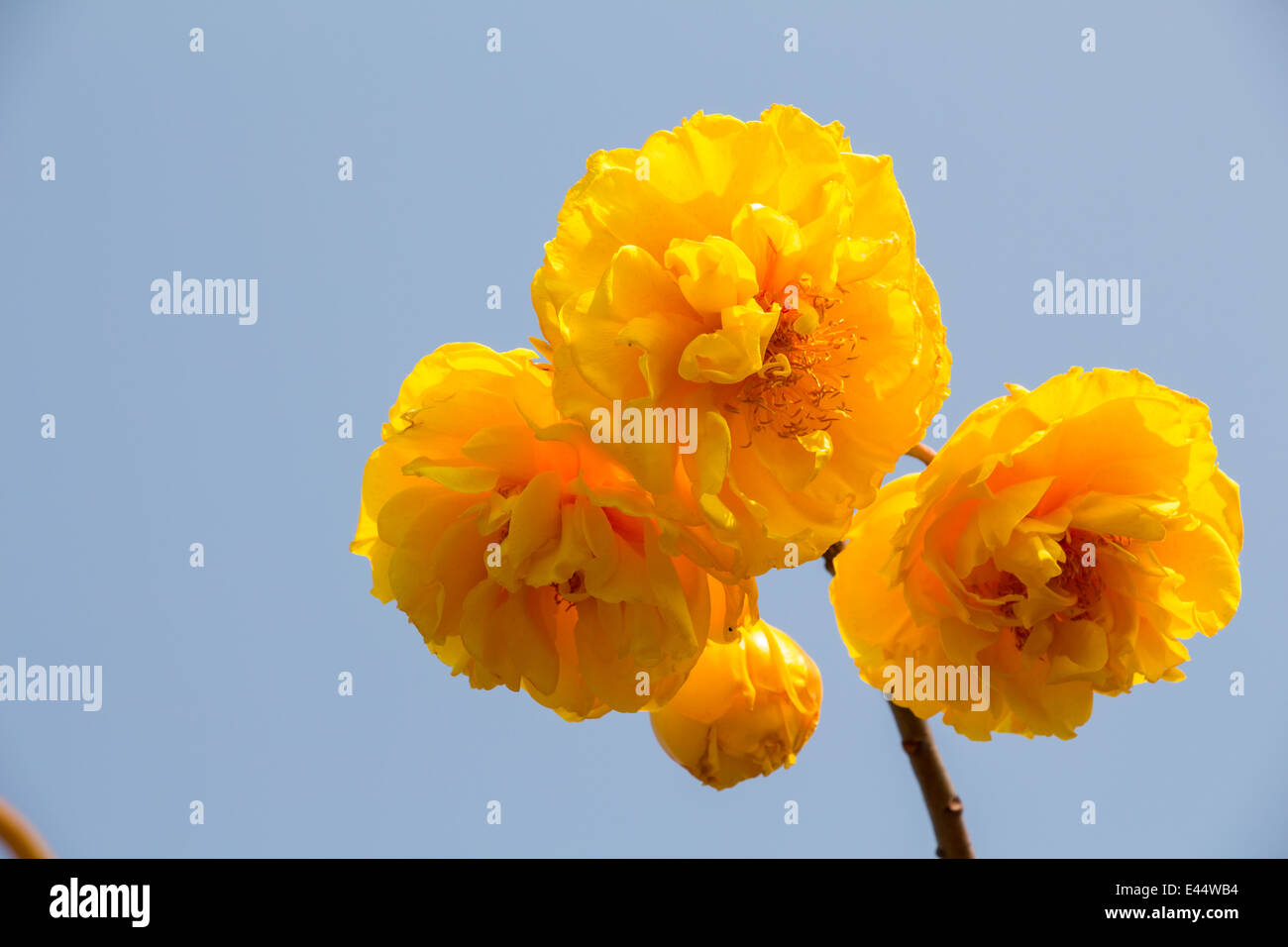 Yellow silk cotton tree flowers Stock Photo Alamy