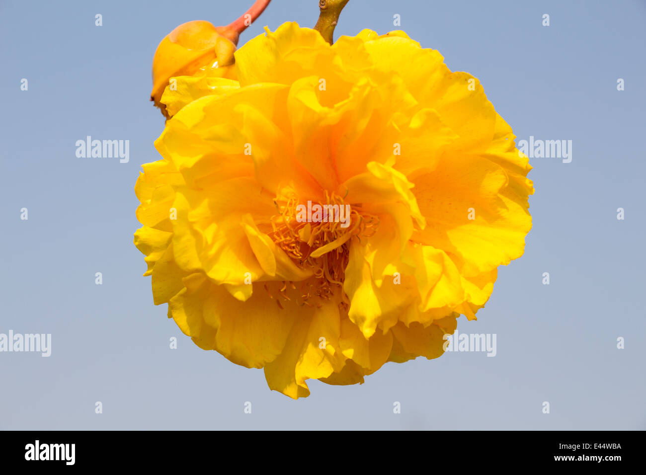 Yellow silk cotton tree flowers Stock Photo Alamy