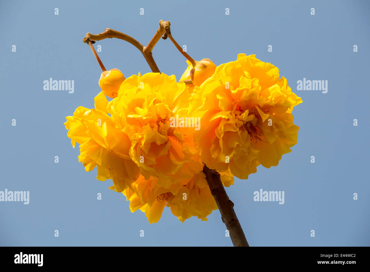 Yellow silk cotton tree flowers Stock Photo Alamy